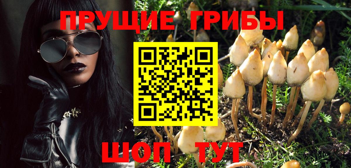 Псилоцибиновые грибы Psilocybine cubensis Боровичи